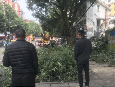 温泉街道滨河社区：修剪树枝除隐患 坡道畅通暖民心