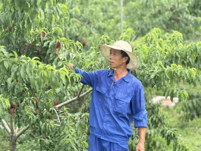沃土生金，横沟杨畈“掘”出甜蜜致富经