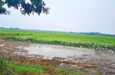 咸宁咸安：稻虾鸭共生 绘就生态致富新画卷