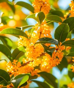 桂香漫城：咸宁的桂花与产业新章