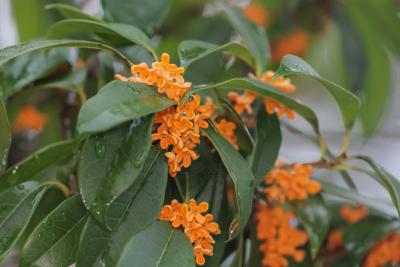 组图：咸安又沁桂花香