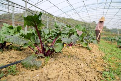 高桥镇黄铁村：百亩菜园直供武汉，洪山菜薹香飘四方