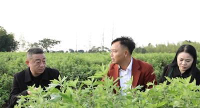 咸宁咸安：470亩艾草喜获丰收 特色产业助农增收                      