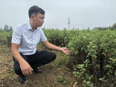 咸宁咸安：460多亩艾草脉动产业香