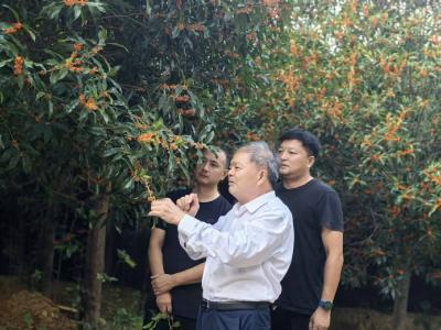 朱锦春：四十年磨一剑，醉心研究桂花香