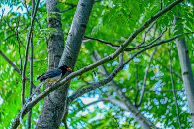 “吉祥鸟”红嘴蓝鹊现身湖商咸宁校区