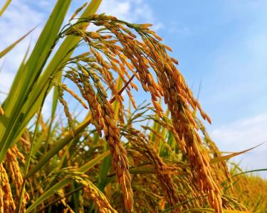 此心安处是吾乡：横沟桥镇的暖与光