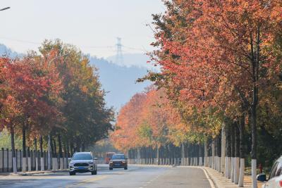 咸宁咸安：初冬“枫景”美如画