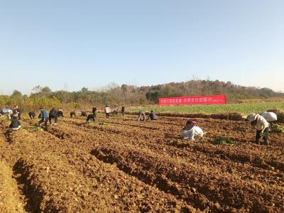 咸宁咸安：干群合力移栽油菜 筑牢丰收根基