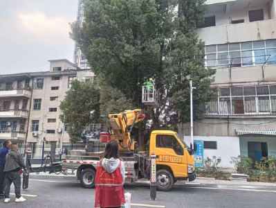 温泉街道希望桥社区：修树治患解民忧 社区服务护民生  