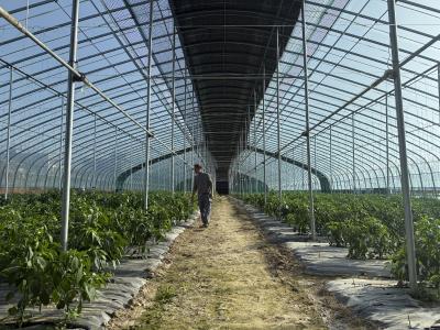 咸宁咸安：智能大棚结硕果 巨人椒喜获丰收