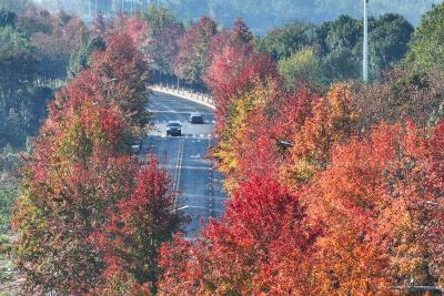 咸宁咸安：初冬“枫景”美如画