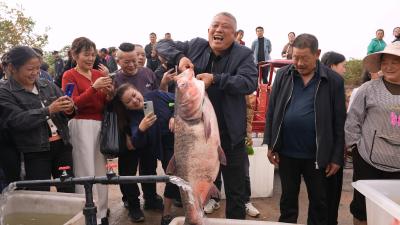 开湖啦！咸安斧头湖水欢鱼跃庆丰收