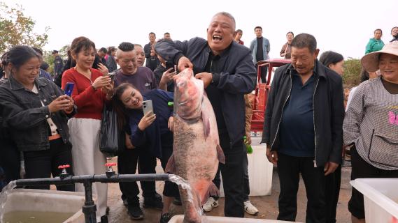 开湖啦！咸安斧头湖水欢鱼跃庆丰收