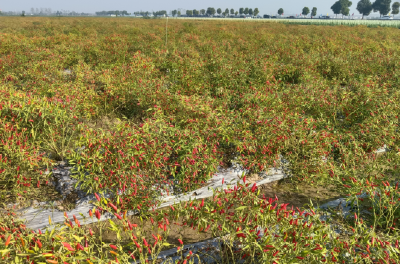 高桥镇赴嘉鱼“取椒经”， 携手共绘“红火”产业新图景