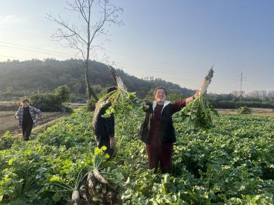 咸宁咸安：脆嫩萝卜丰收季 冬日田间增收忙