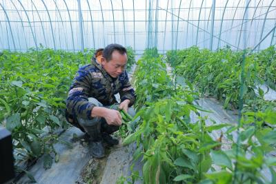 咸宁咸安：老菜农的智能种椒新路