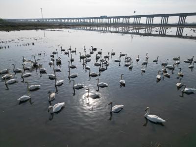 候鸟翔集！向阳湖国家湿地公园解锁冬日生态盛景
