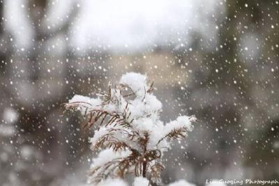 故乡瑞雪飘