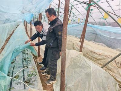咸宁咸安：农技专家一线“支招”护航防寒抗冻