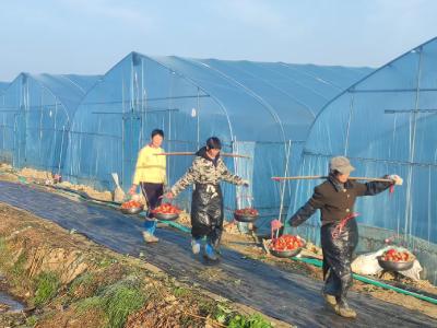 区市场监管局：雾漫莓垄见“红颜” 驻村干部解“心愁”