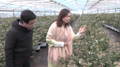 湖北大学教授倾情为向阳湖蓝莓点赞推广