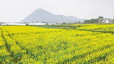 冷空气“冻”真格？别慌！主要农作物防寒攻略来了