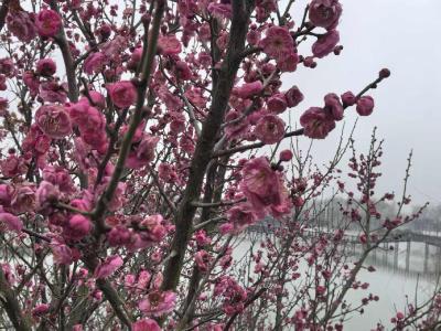 咸安文联征集千副春联迎新年