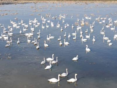 向阳湖国家湿地公园：聚力“三个五” 湿地保护彰显生态魅力