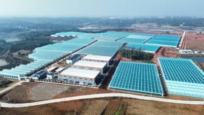  向阳湖镇谋划2026年重点项目 推动高质量发展