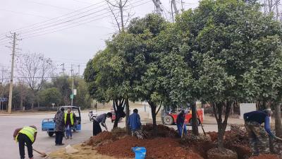 向阳湖镇祝垴村：移植树木除隐患 护航春节出行安全