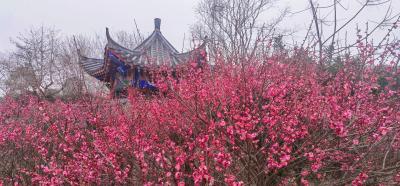 向阳湖镇：成片红梅绽放 梅香溢满新春