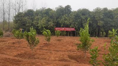 汀泗桥镇：栽种新绿 共植希望