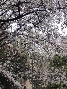 樱有早晚 人有流年