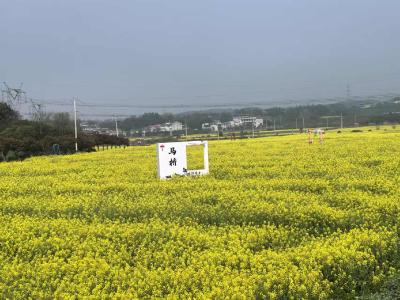 “颜值”变“产值” “流量”变“留量” 村民家门口端起“生态饭碗”