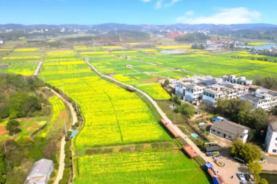 春日限定！咸安两大花海盛宴同步启幕