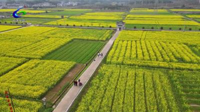 【我为群众办实事】金色花海遇良缘 多部门联合举办青年联谊活动