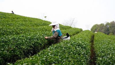 500亩茶园吐新绿！走进逸思园，闻一闻春天的味道