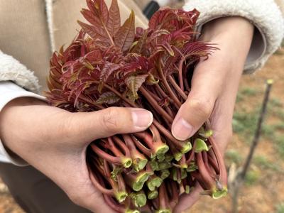 满园椿芽盼销路！咸安杨林村20亩“四川新椿”寻买家