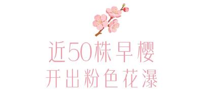 今天开园，武汉东湖樱花园最新实拍！