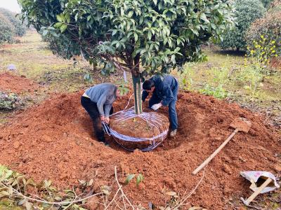 向阳湖镇祝垴村：抢抓春种良机 产销势头正旺