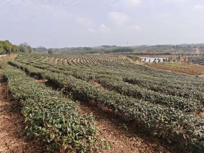 汀泗桥镇：春茶吐翠采摘忙  叶叶生金富农家