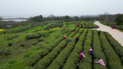 斧头湖畔春茶开采 生态铸就剑春清香  