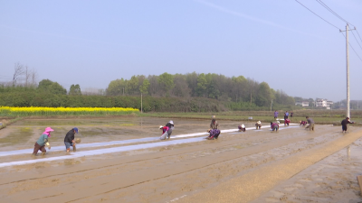 横沟桥镇：春耕生产正当时 育秧备耕掀热潮