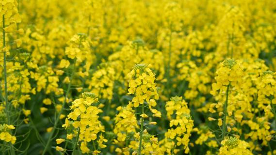 咸安区马桥镇：三千亩金色花海绘就春日盛景