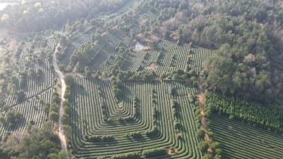 咸安春茶迎来开采季 科技赋能促产业提质增效