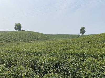 横沟桥镇：春茶飘香采制忙 生态致富两相宜