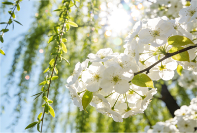 （待审）咸安大幕乡“向花而行”艺术季活动荣登央视频道