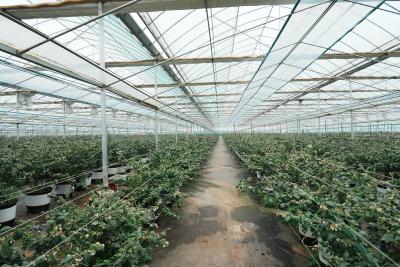 向阳湖镇：10万盆蓝莓首年挂果 智慧农业绘就好“丰”景