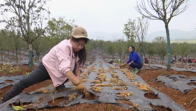 咸安区林下中药材产业发展项目开工 打造林下经济“三赢”样板